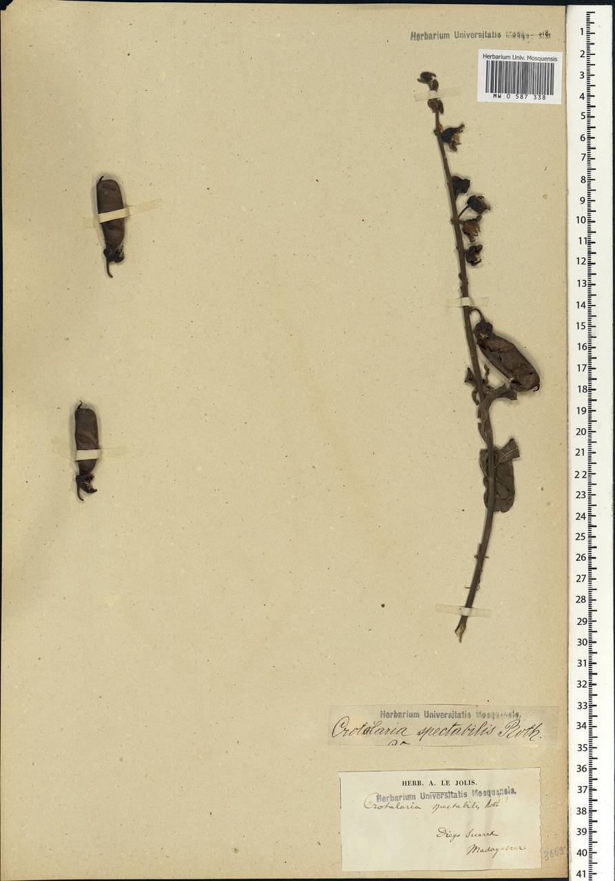 Crotalaria spectabilis Roth, Африка (AFR) (Мадагаскар)