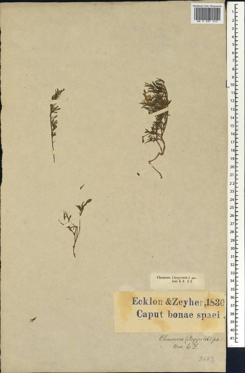 Argyrolobium molle Eckl. & Zeyh., Африка (AFR) (ЮАР)