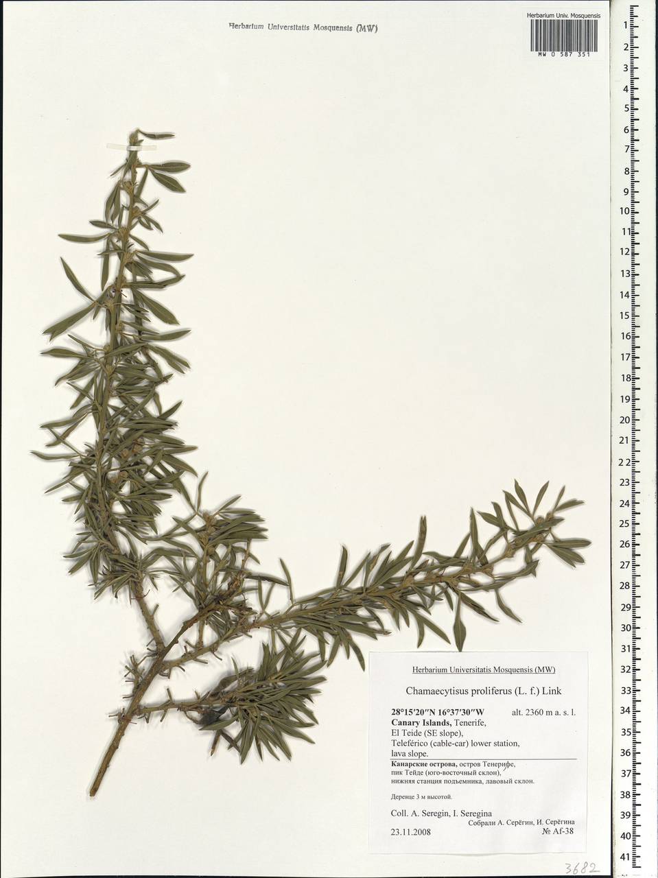 Cytisus proliferus L.f., Африка (AFR) (Испания)