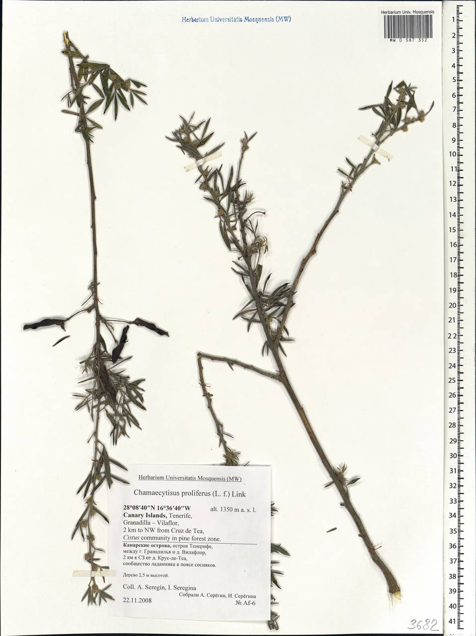 Cytisus proliferus L.f., Африка (AFR) (Испания)