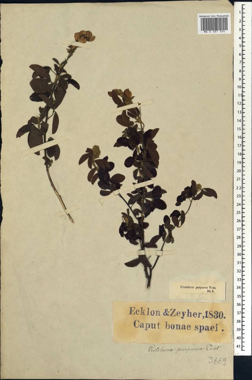 Hypocalyptus coluteoides (Lam.)R.Dahlgren, Африка (AFR) (ЮАР)