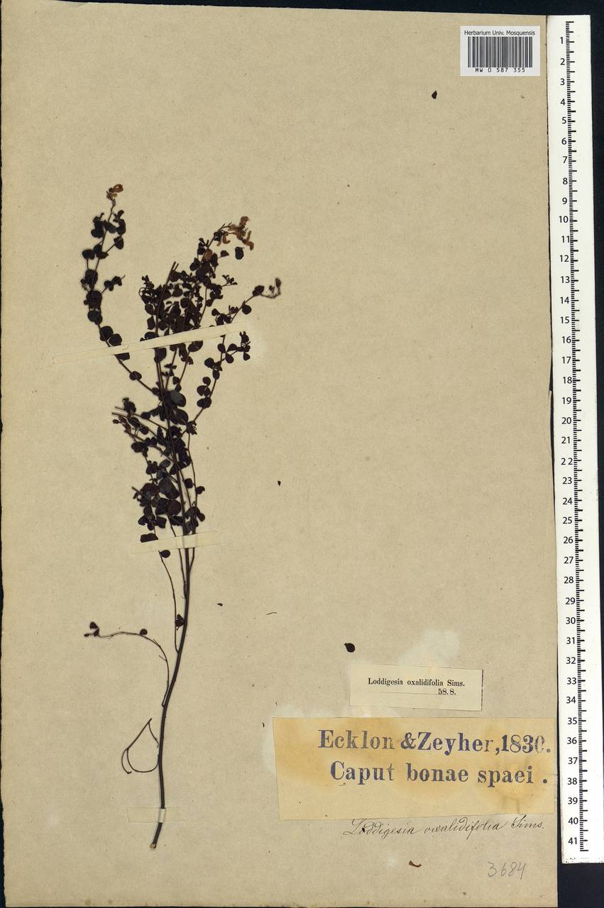 Hypocalyptus oxalidifolius (Sims)Baill., Африка (AFR) (ЮАР)