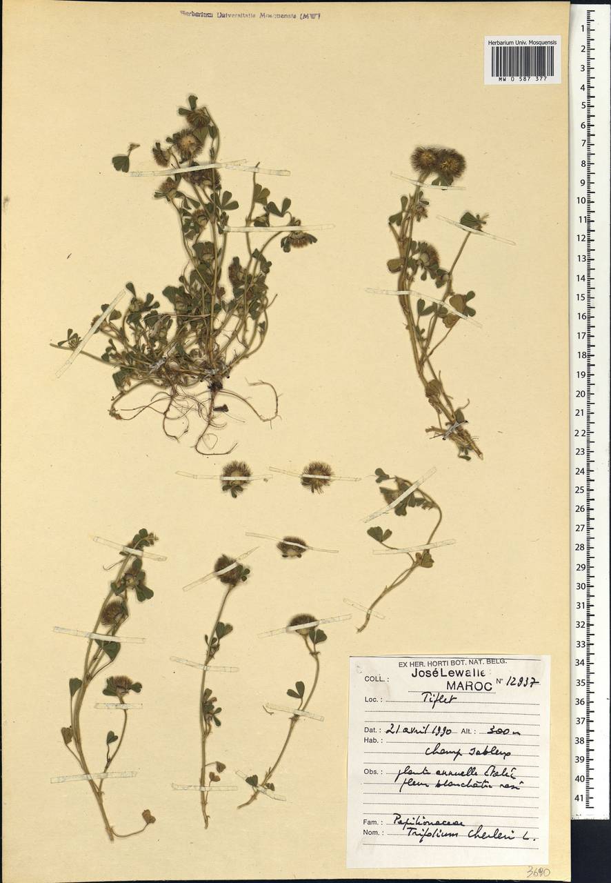 Trifolium cherleri L., Африка (AFR) (Марокко)
