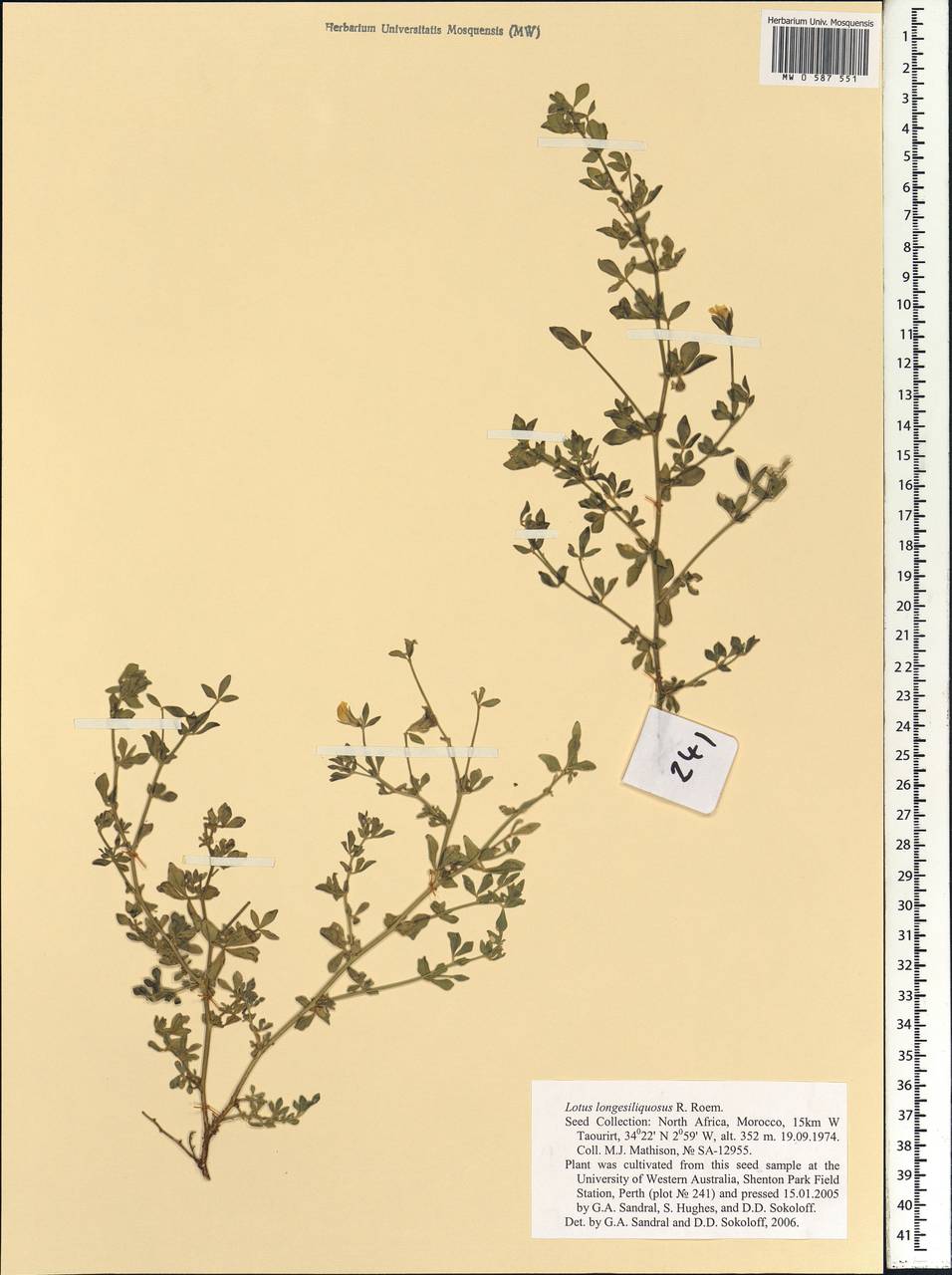Lotus longesiliquosus R.Roem., Африка (AFR) (Марокко)