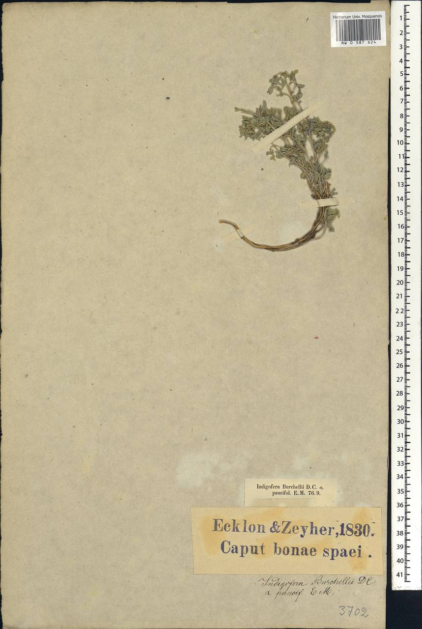 Indigastrum argyraeum (Eckl. & Zeyh.)Schrire, Африка (AFR) (ЮАР)