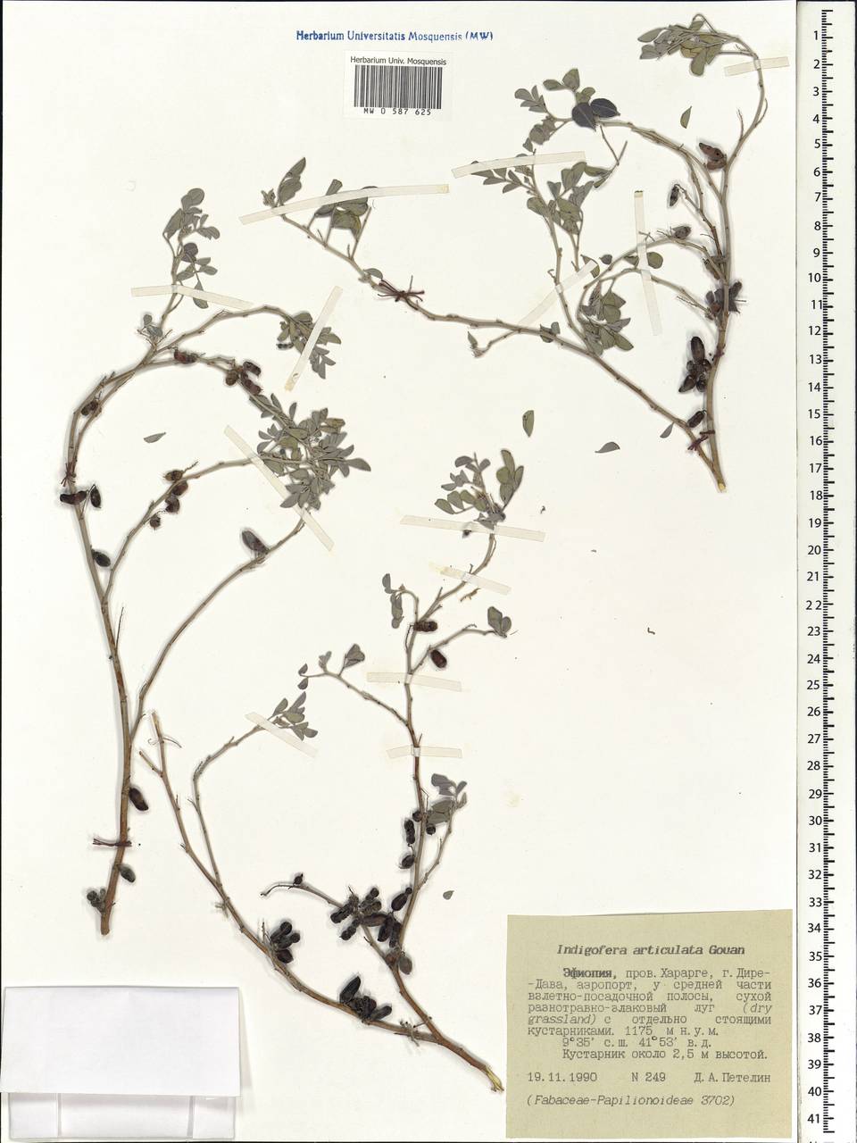 Indigofera articulata Gouan, Африка (AFR) (Эфиопия)