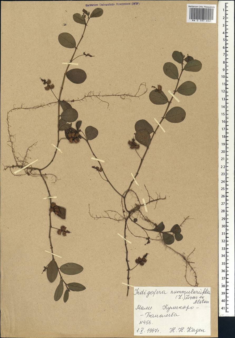 Indigofera nummulariifolia (L.)Alston, Африка (AFR) (Мали)