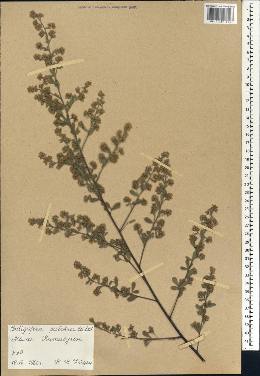 Indigofera pulchra Willd., Африка (AFR) (Мали)