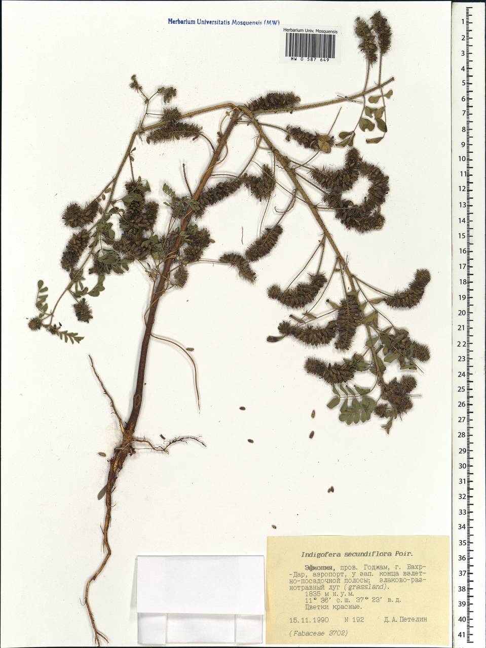 Indigofera secundiflora Poir., Африка (AFR) (Эфиопия)