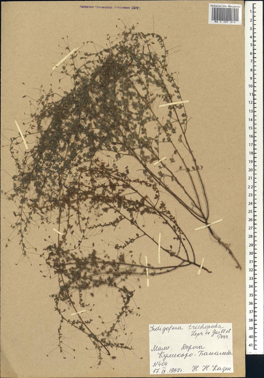 Indigofera trichopoda Guill. & Perr., Африка (AFR) (Мали)
