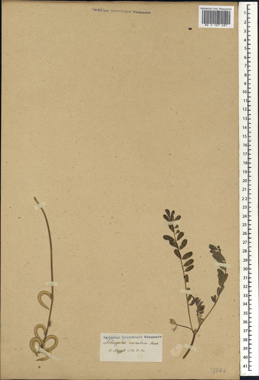 Astragalus annularis Forsk., Африка (AFR) (Египет)