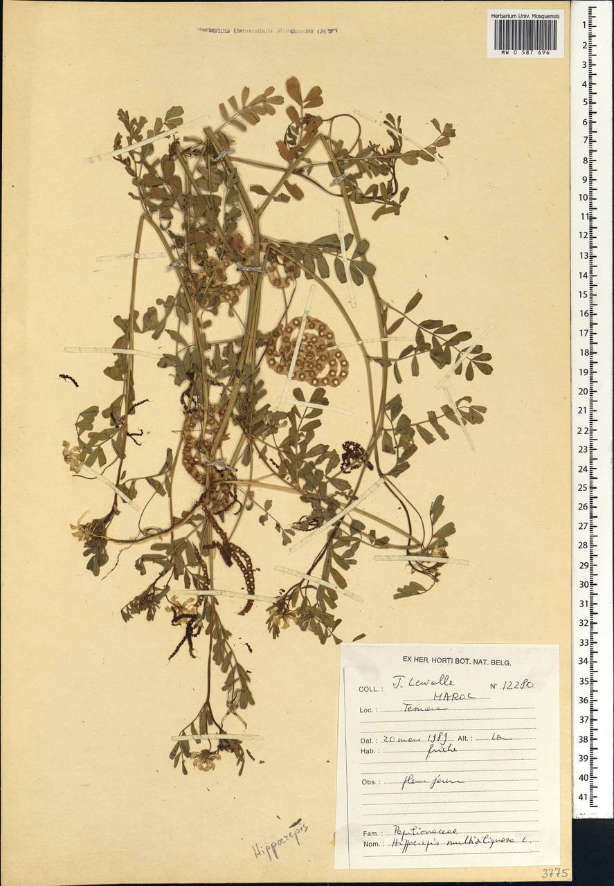 Hippocrepis multisiliquosa L., Африка (AFR) (Марокко)