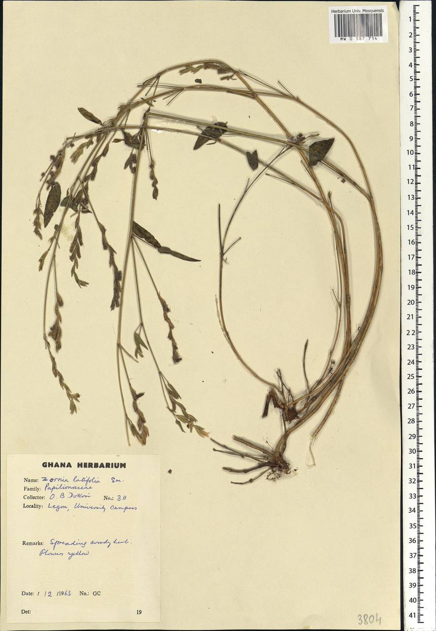 Zornia latifolia Sm., Африка (AFR) (Гана)