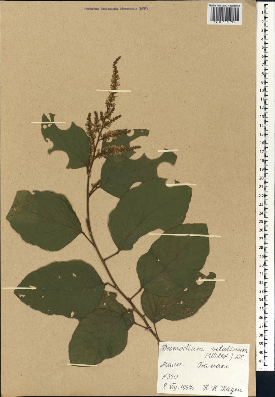 Desmodium velutinum (Willd.)DC., Африка (AFR) (Мали)