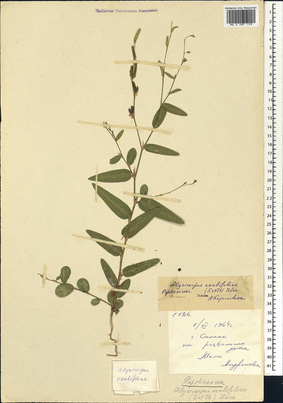 Alysicarpus ovalifolius (Schum.)Leonard, Африка (AFR) (Мали)