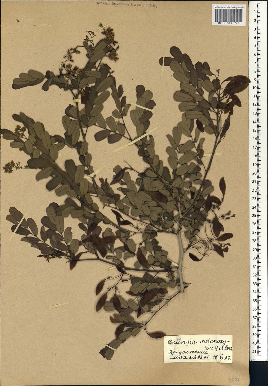 Dalbergia melanoxylon Guill. & Perr., Африка (AFR) (Мали)
