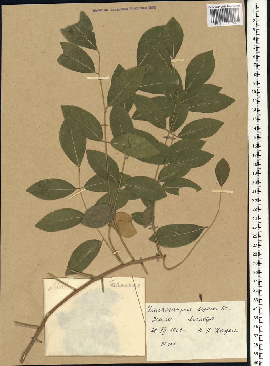 Gliricidia sepium (Jacq.)Walp., Африка (AFR) (Мали)
