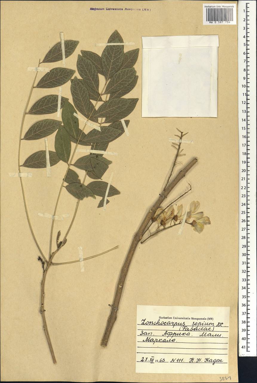 Gliricidia sepium (Jacq.)Walp., Африка (AFR) (Мали)