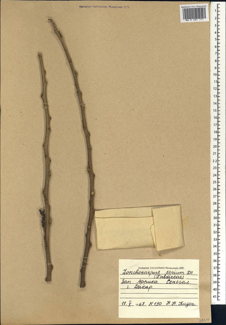 Gliricidia sepium (Jacq.)Walp., Африка (AFR) (Сенегал)