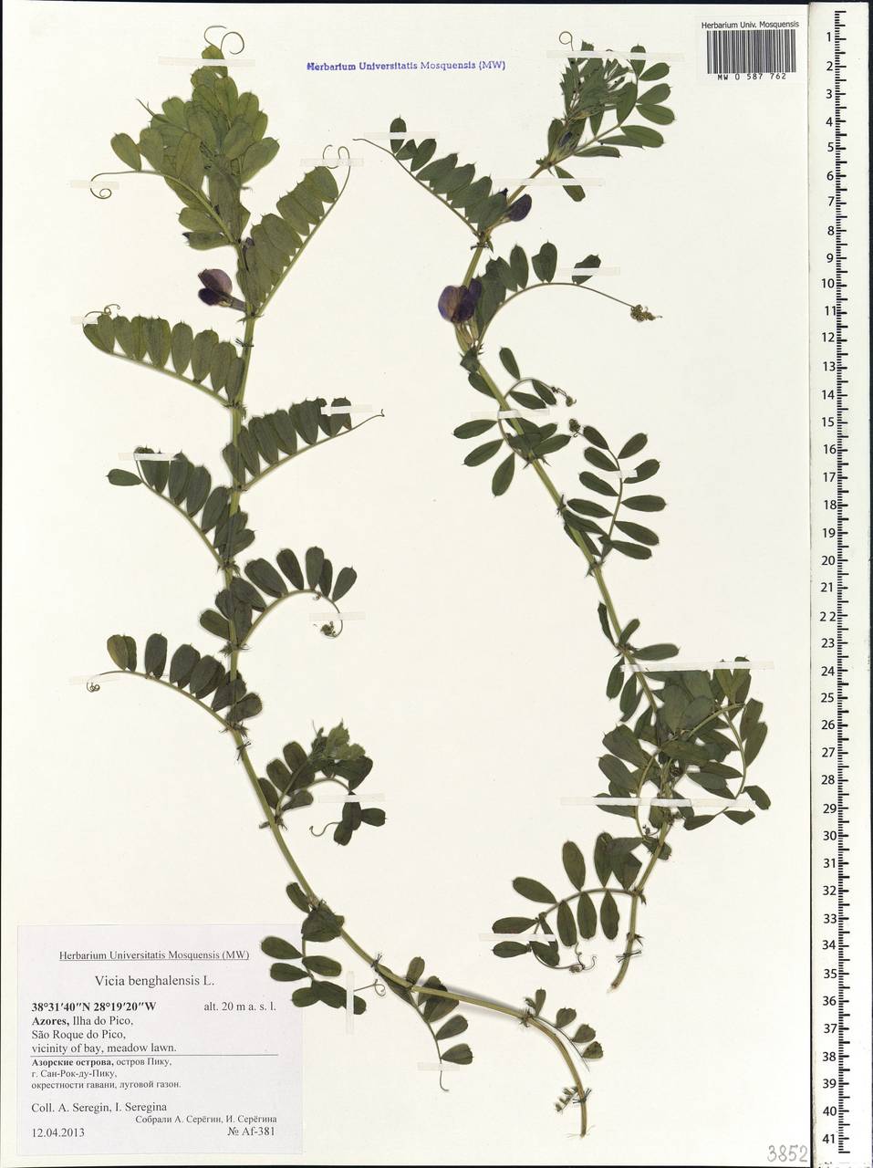 Vicia benghalensis L., Африка (AFR) (Португалия)