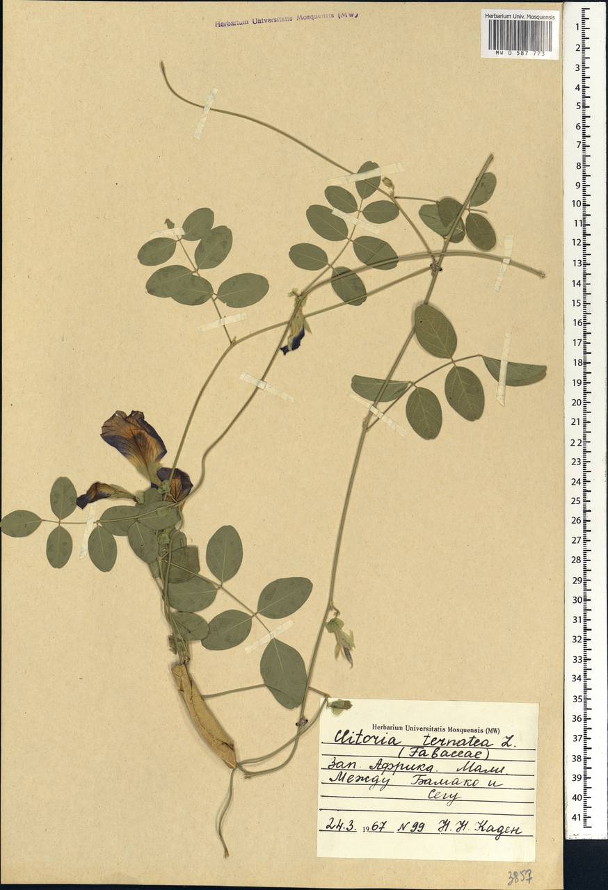 MW0587773, Clitoria ternatea (Клитория тройчатая), specimen