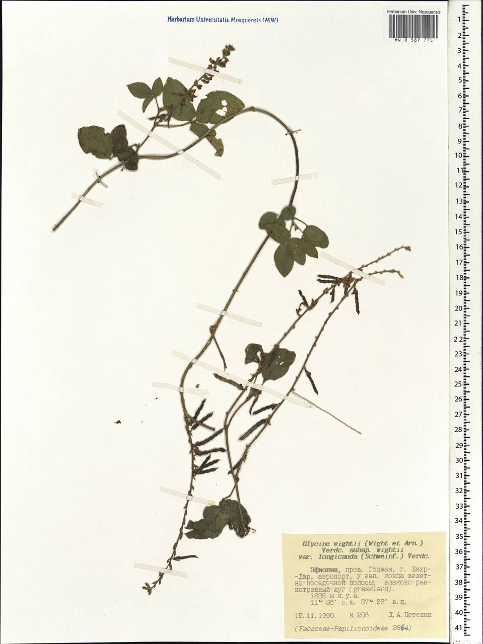 Neonotonia wightii (Wight & Arn.)J.A.Lackey, Африка (AFR) (Эфиопия)