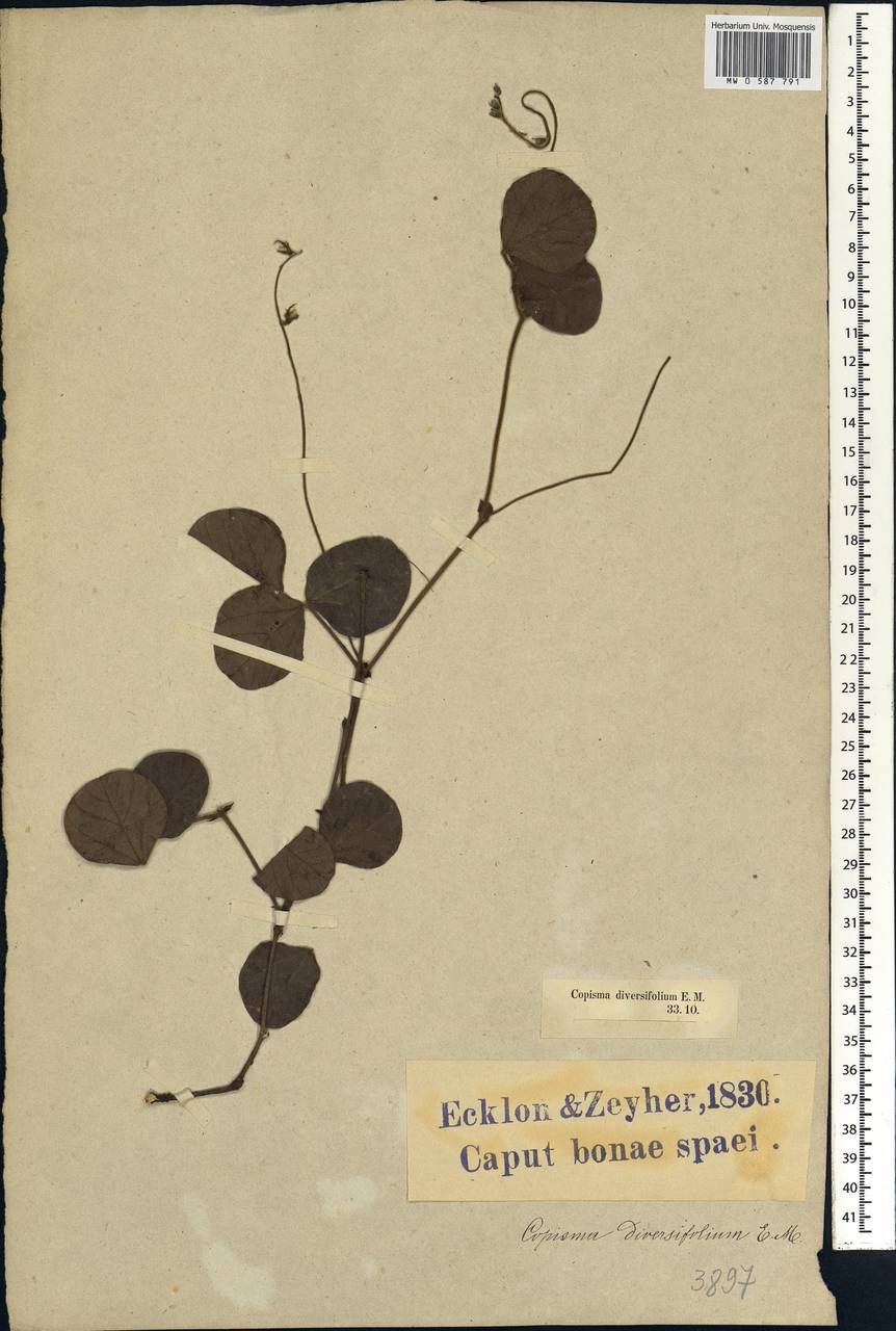 Rhynchosia hirsuta Eckl. & Zeyh., Африка (AFR) (ЮАР)