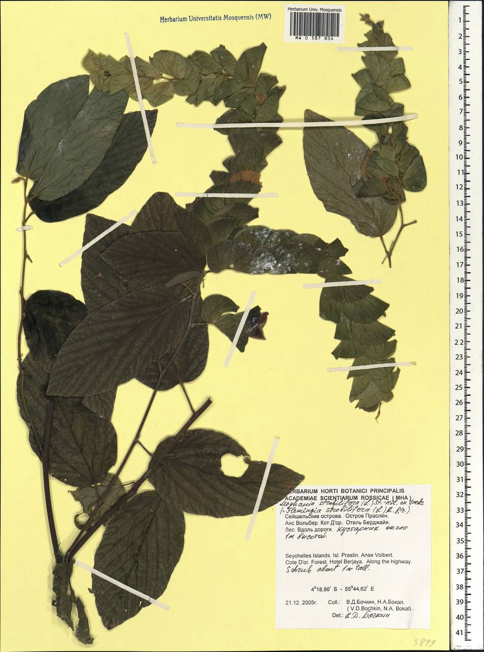 Flemingia strobilifera (L.)W.T.Aiton, Африка (AFR) (Сейшельские острова)