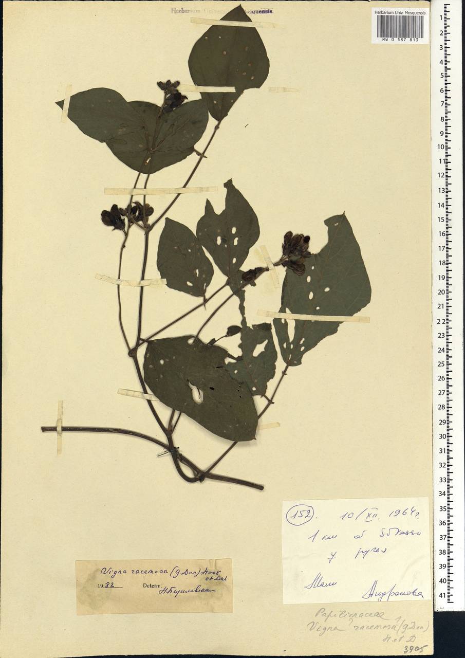 Vigna racemosa (G.Don)Hutch. & Dalziel, Африка (AFR) (Мали)
