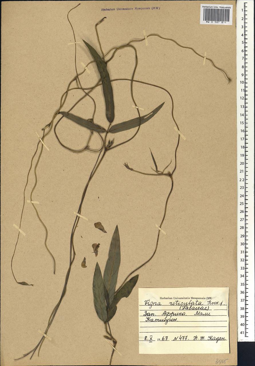 Vigna reticulata Hook.f., Африка (AFR) (Мали)