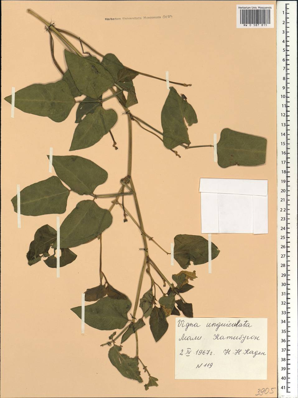Vigna unguiculata (L.)Walp., Африка (AFR) (Мали)