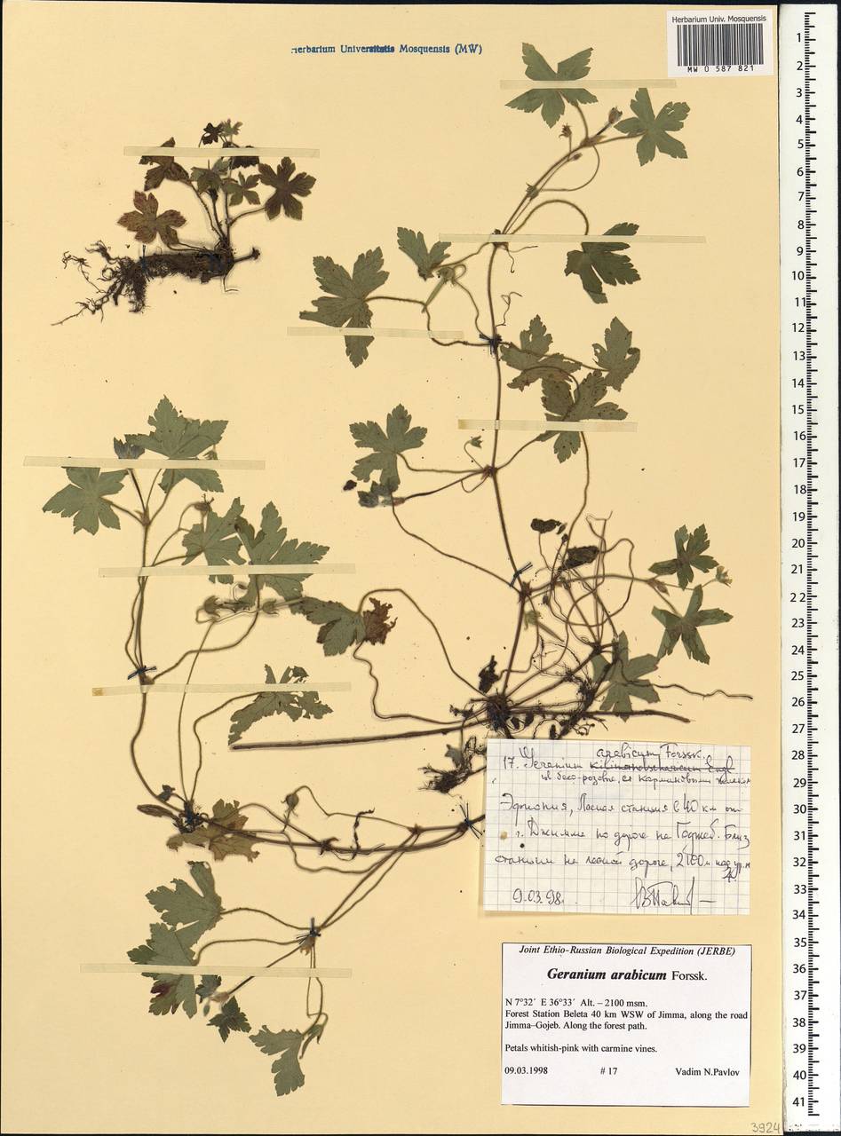 Geranium arabicum Forssk., Африка (AFR) (Эфиопия)
