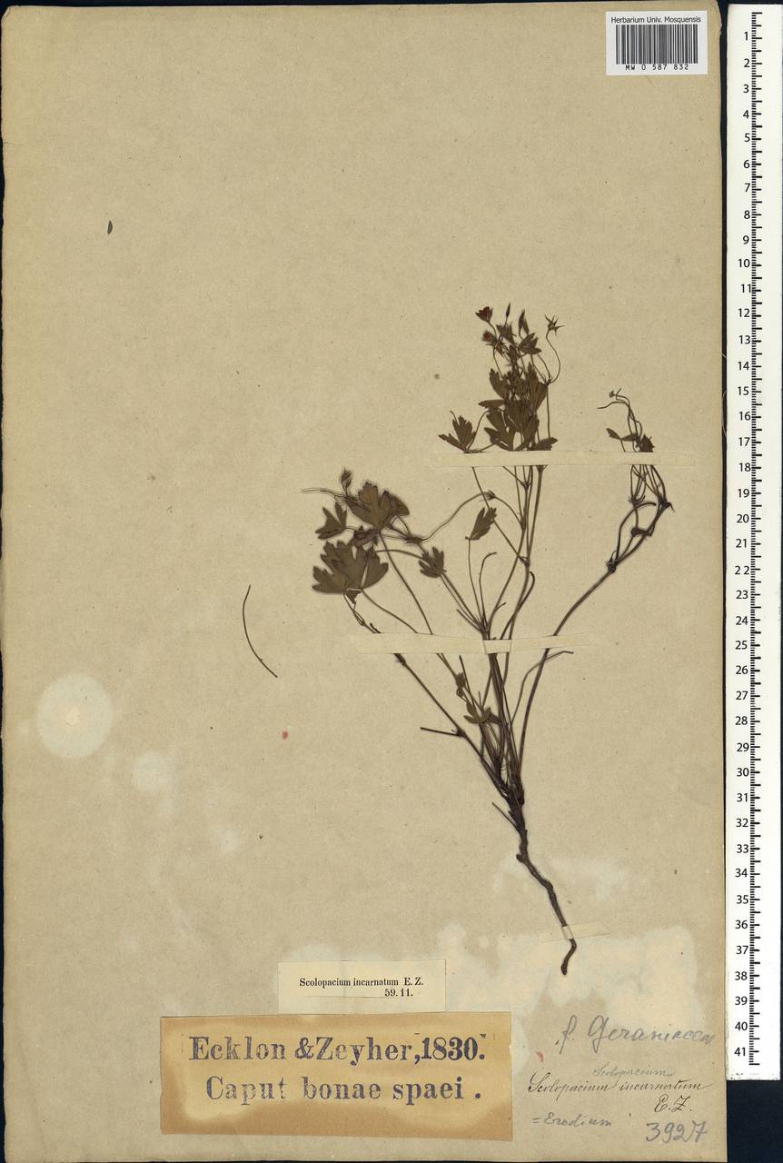 Pelargonium incarnatum (L.) Moench, Африка (AFR) (ЮАР)