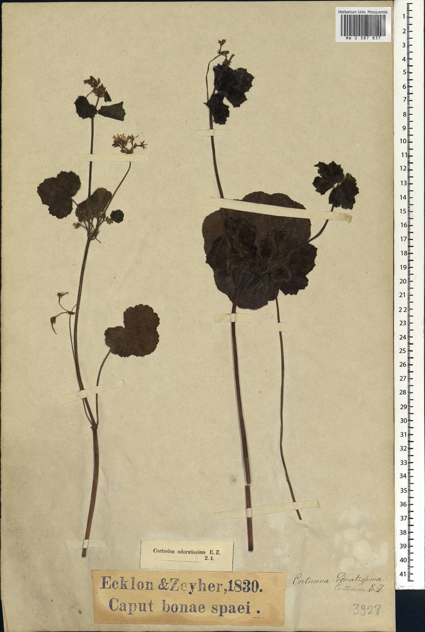 Pelargonium odoratissimum (L.) L'Her. ex [Soland.], Африка (AFR) (ЮАР)
