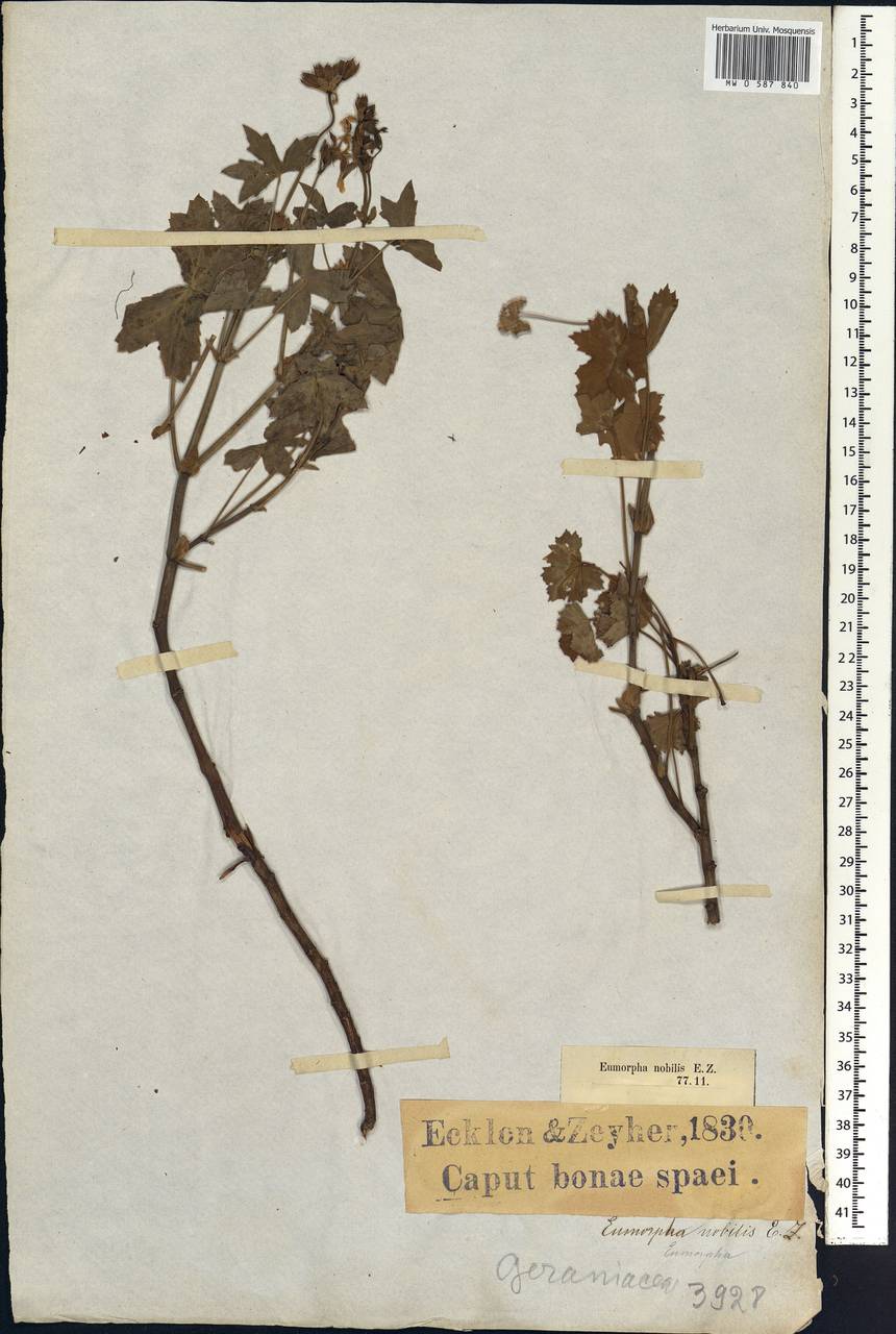 Pelargonium nobile, Африка (AFR) (ЮАР)