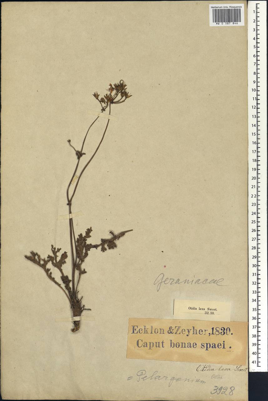 Pelargonium laxum, Африка (AFR) (ЮАР)