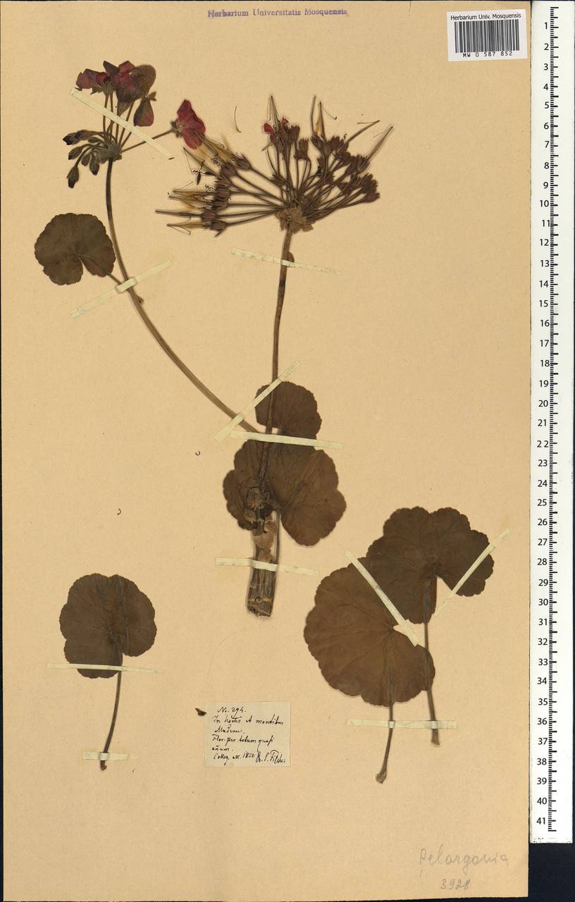 Pelargonium, Африка (AFR) (Португалия)