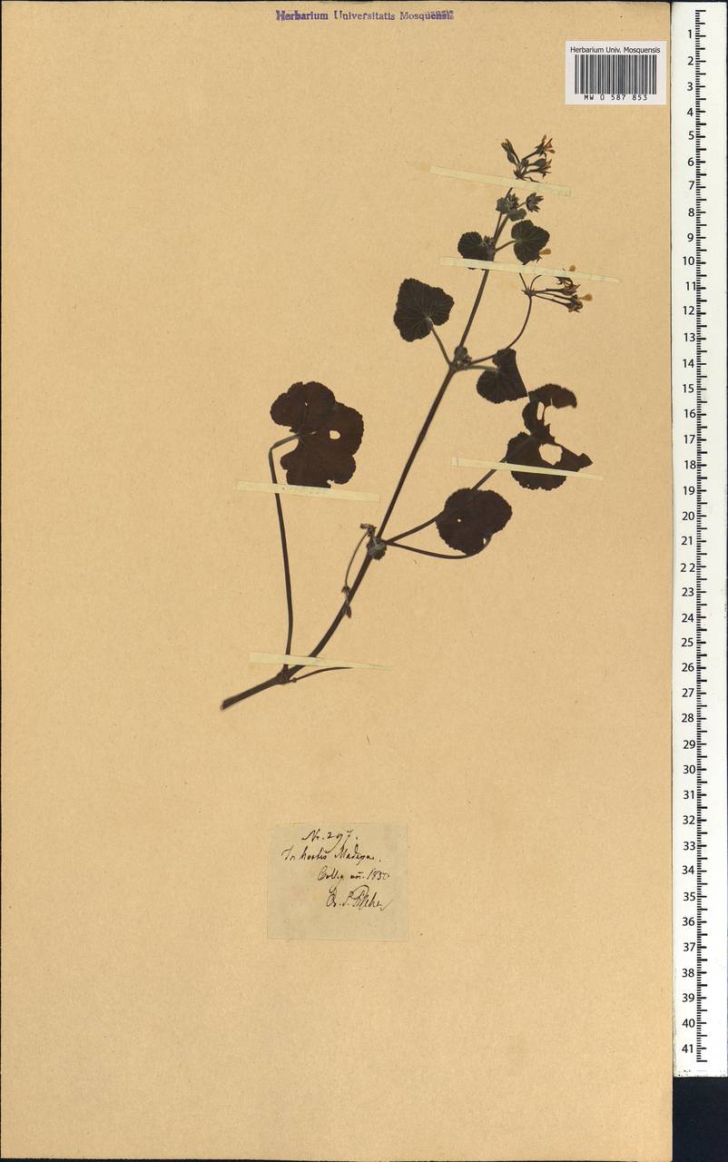 Pelargonium, Африка (AFR) (Португалия)