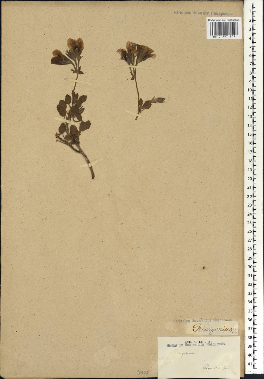 Pelargonium, Африка (AFR) (ЮАР)