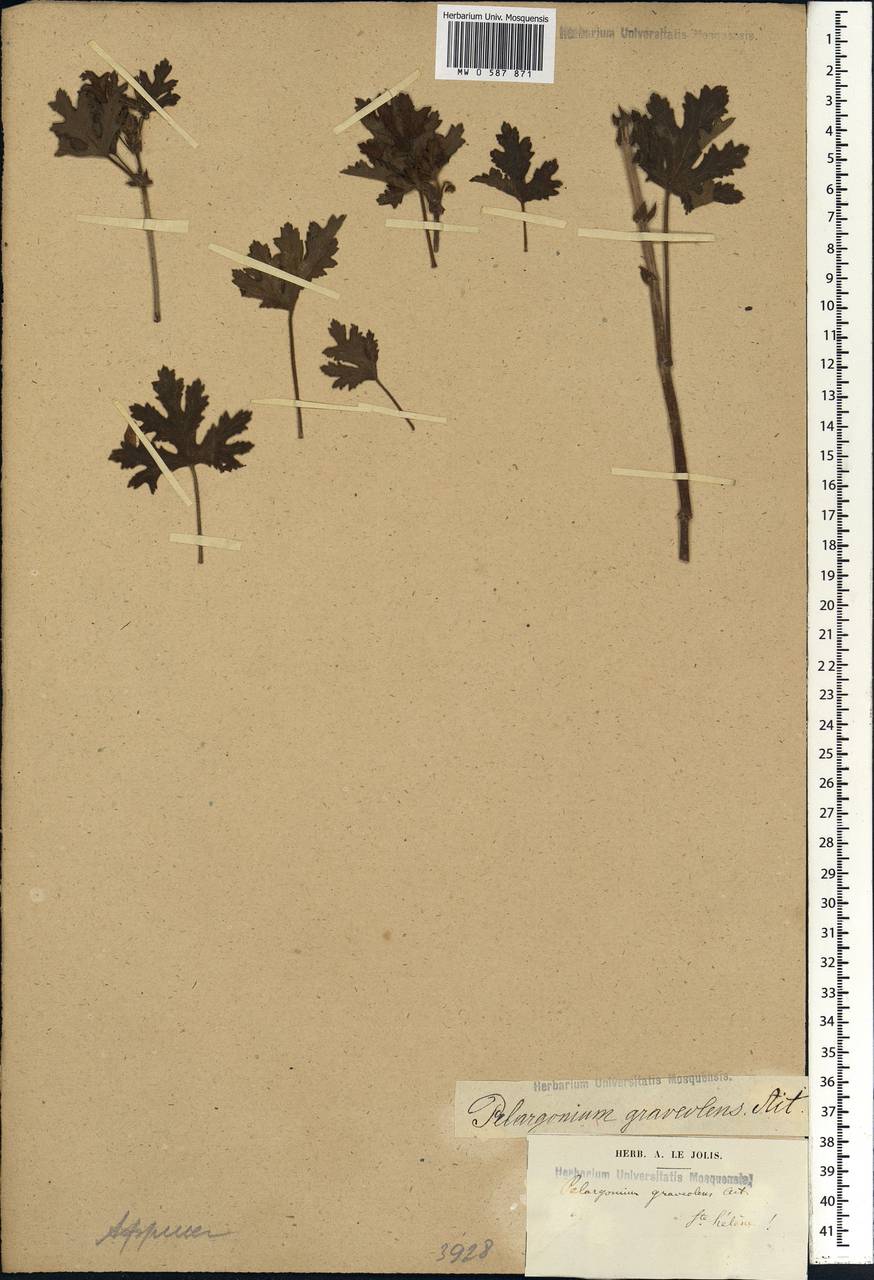 Pelargonium graveolens (Thunb.) L'Her., Африка (AFR) (Острова Святой Елены, Вознесения и Тристан-да-Кунья)