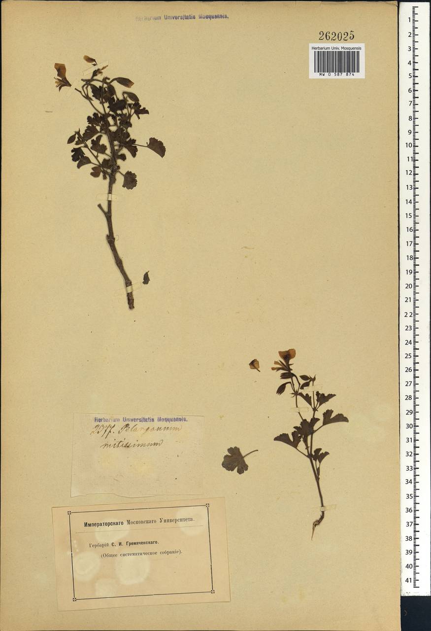 Pelargonium, Африка (AFR) (Неизвестно)