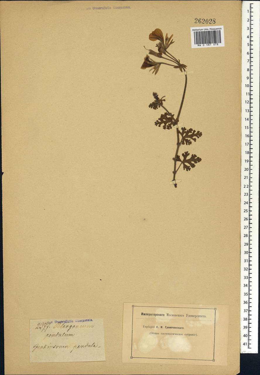 Pelargonium pendulum, Африка (AFR) (Неизвестно)