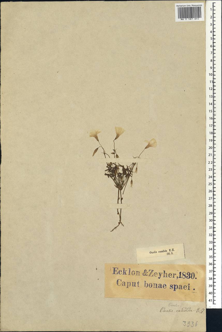 Oxalis smithiana Eckl. & Zeyh., Африка (AFR) (ЮАР)