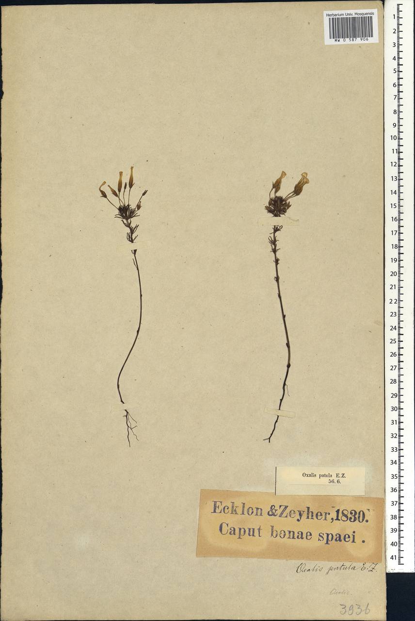 Oxalis hochreutineri J. F. Macbride, Африка (AFR) (ЮАР)