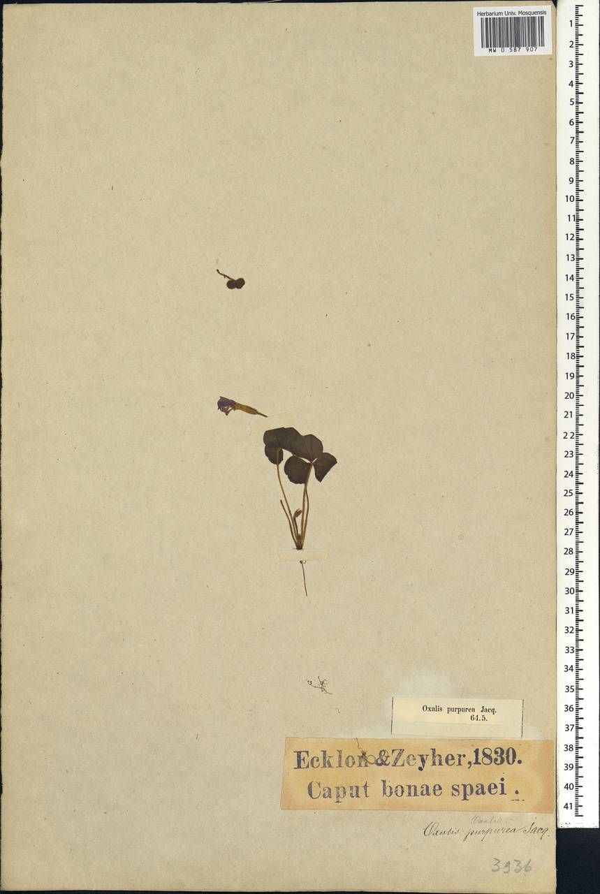 Oxalis purpurea L., Африка (AFR) (ЮАР)