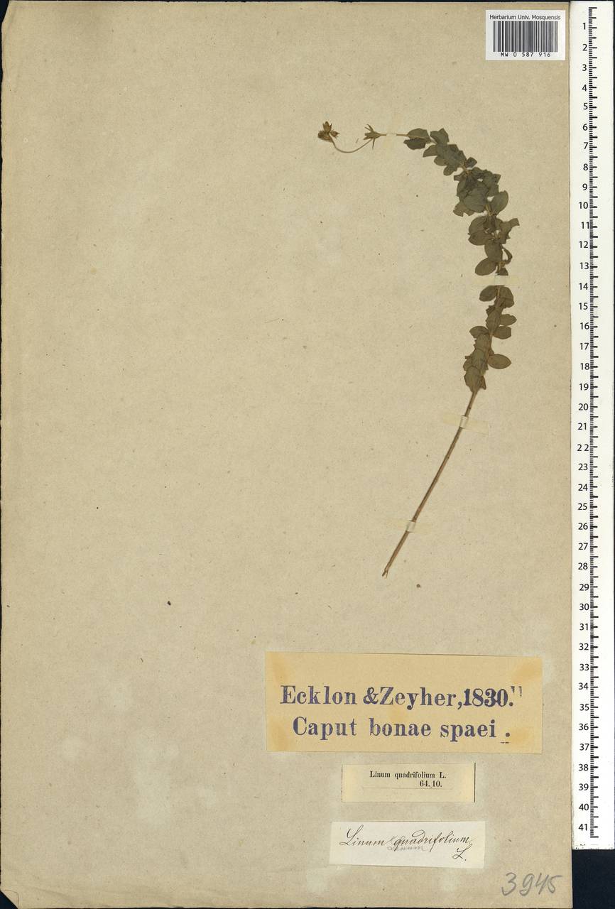 Linum quadrifolium L., Африка (AFR) (ЮАР)