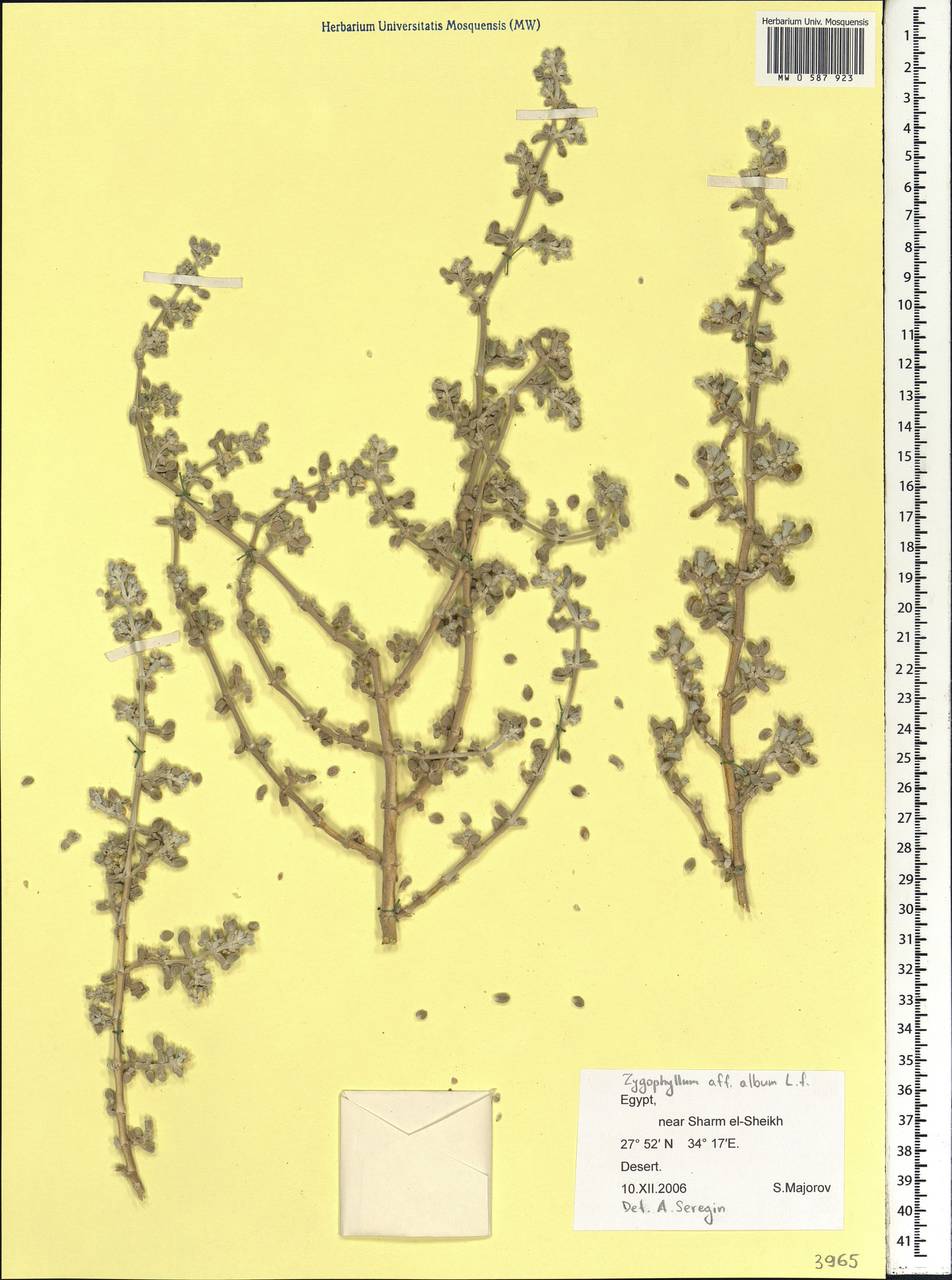 Tetraena alba (L. fil.) Beier & Thulin, Африка (AFR) (Египет)