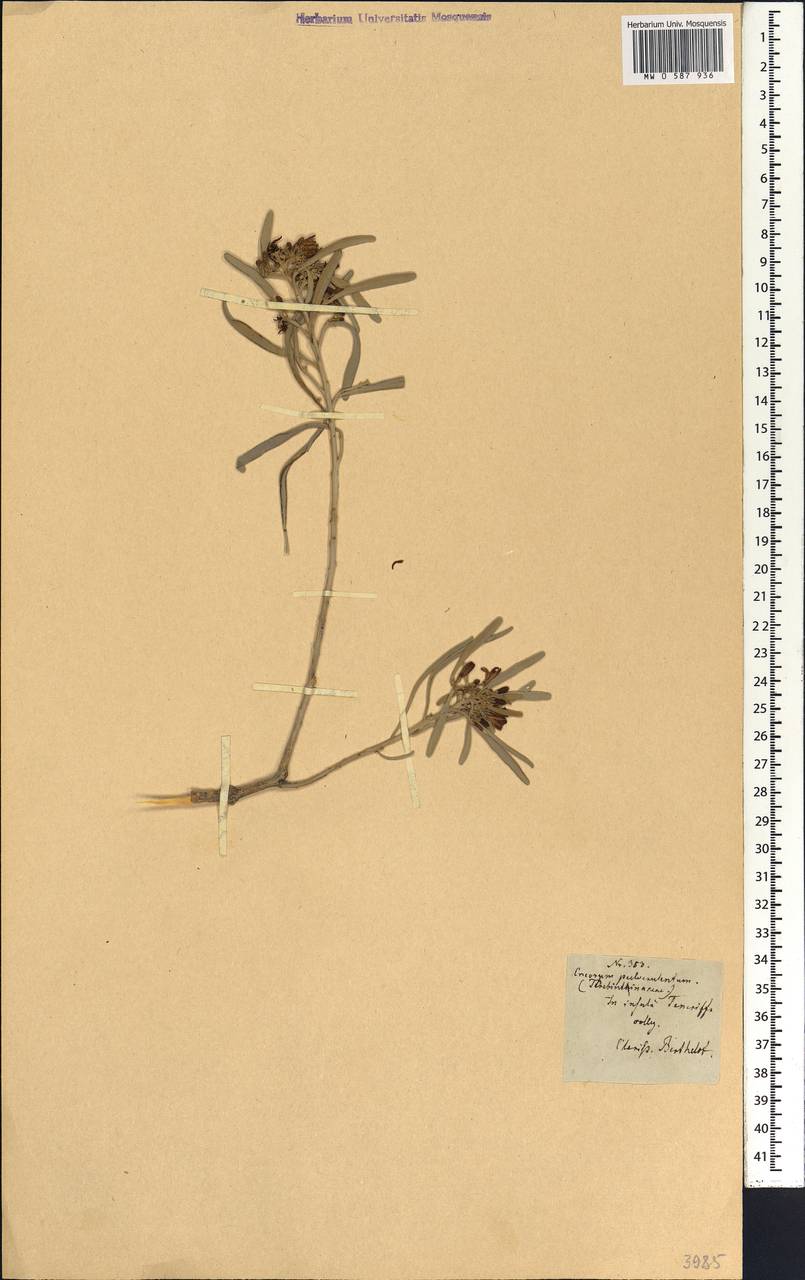 Cneorum pulverulentum Vent., Африка (AFR) (Испания)