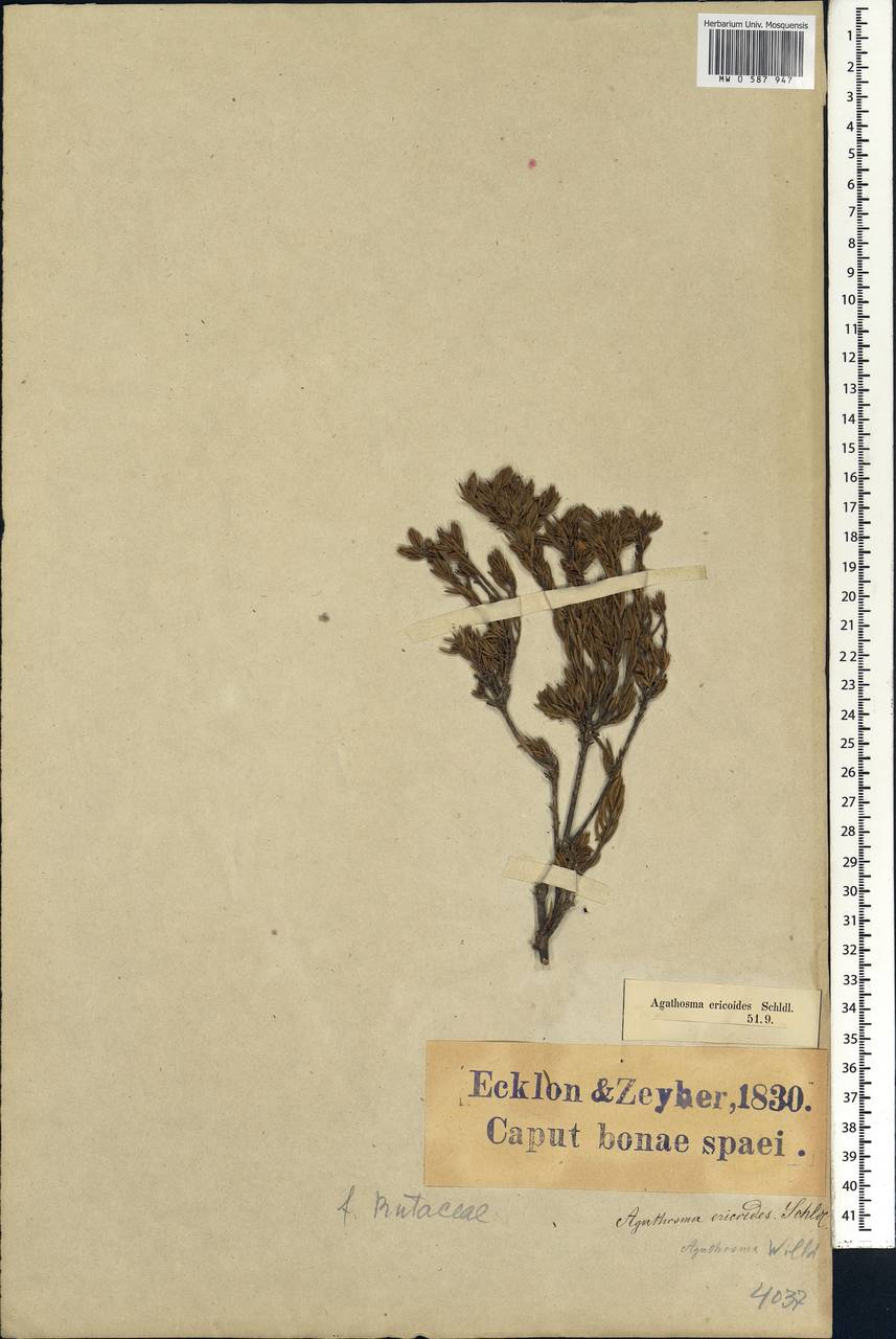 Agathosma capensis (L.) Druce, Африка (AFR) (ЮАР)