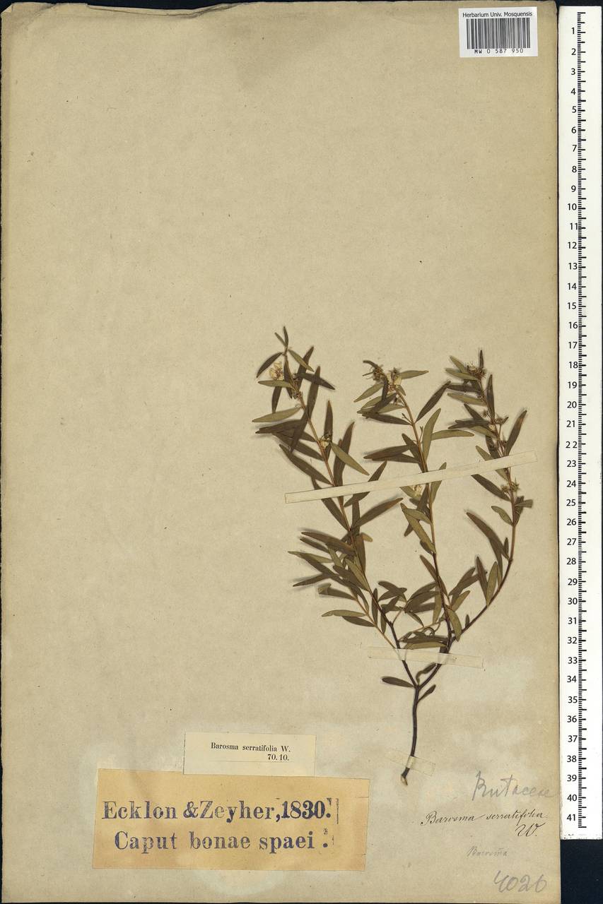 Agathosma crenulata (L.) Pillans, Африка (AFR) (ЮАР)